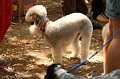 2012-07-01 B & B - Bedlington & Bichon Fun Day (281)_1500x1000